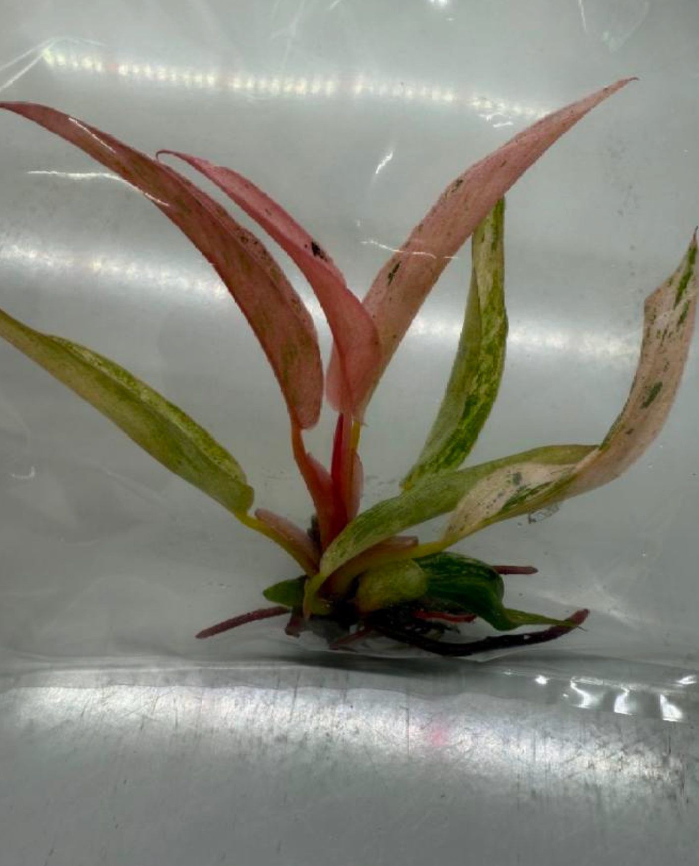 Philodendron Fire Tiger - TC - Tissue Culture