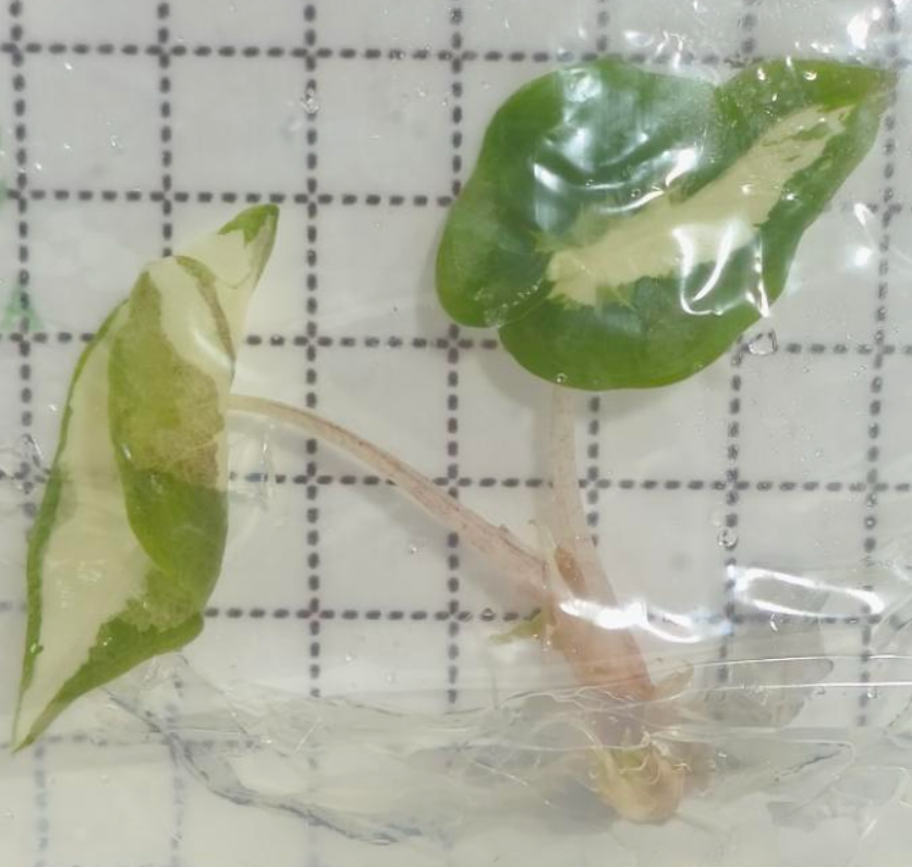 Alocasia Polly Lava Variegated - TC - Tissue Culture