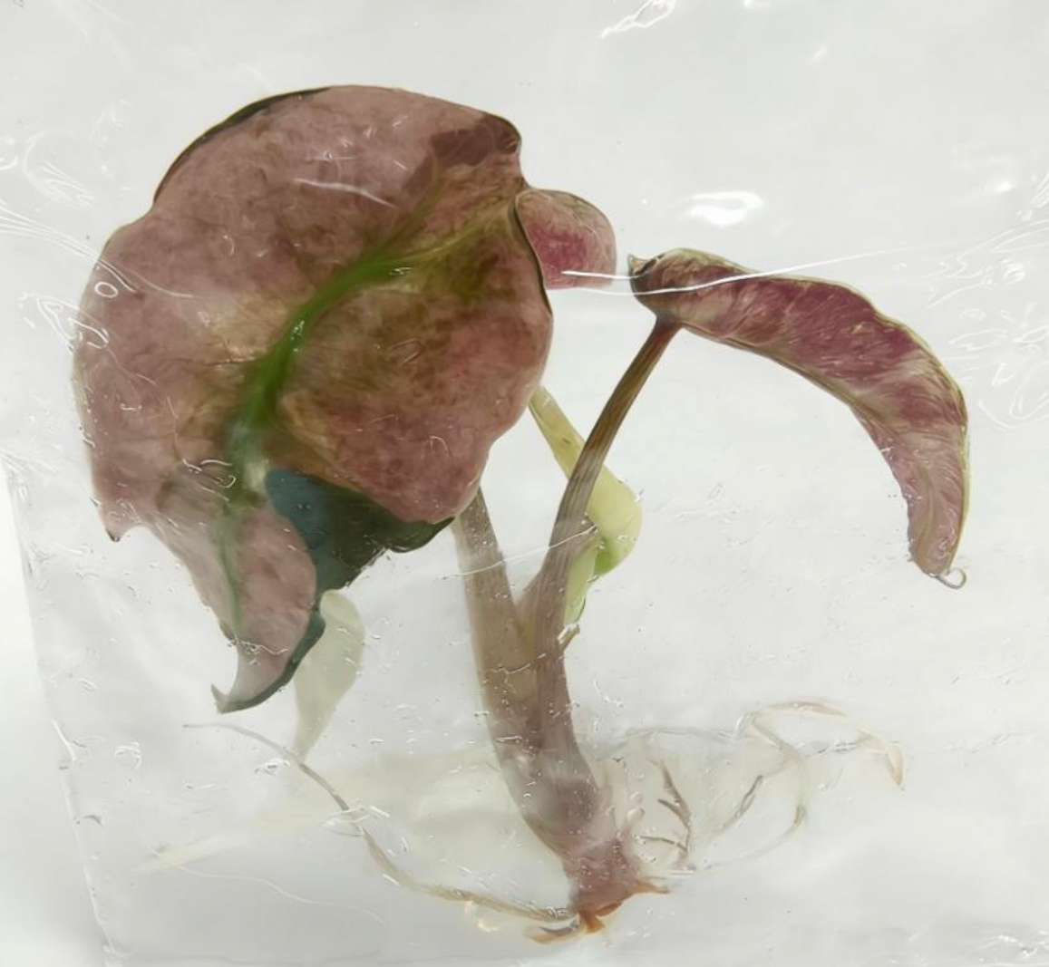 Alocasia Pink Polly Mutationc- TC - Tissue Culture