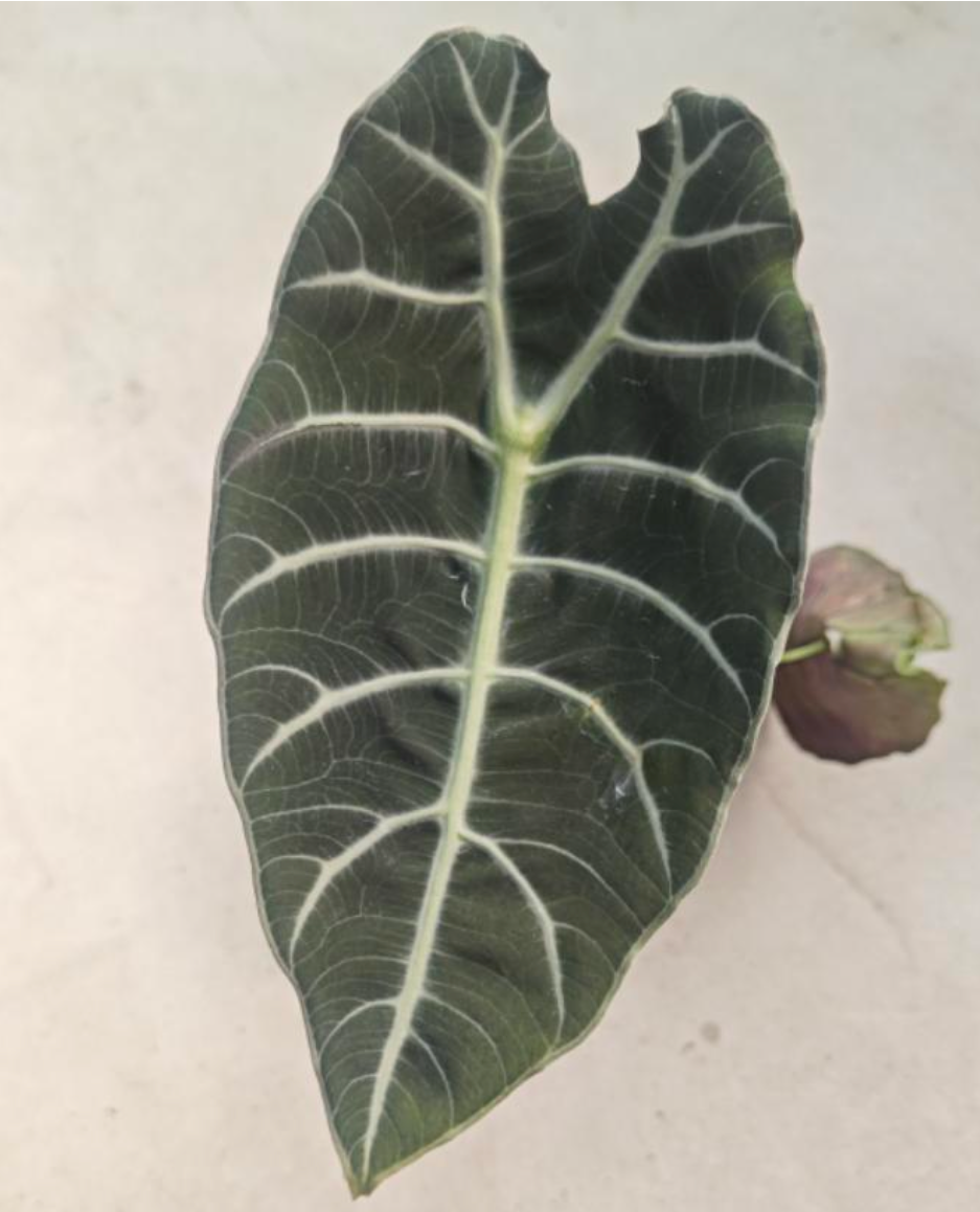 Alocasia Doff Watsoniana 'Black Leaf' - TC - Tissue Culture