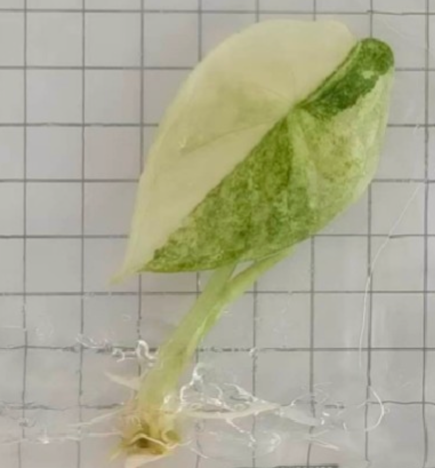 Alocasia Aegis Variegated - Albo Tissue Culture