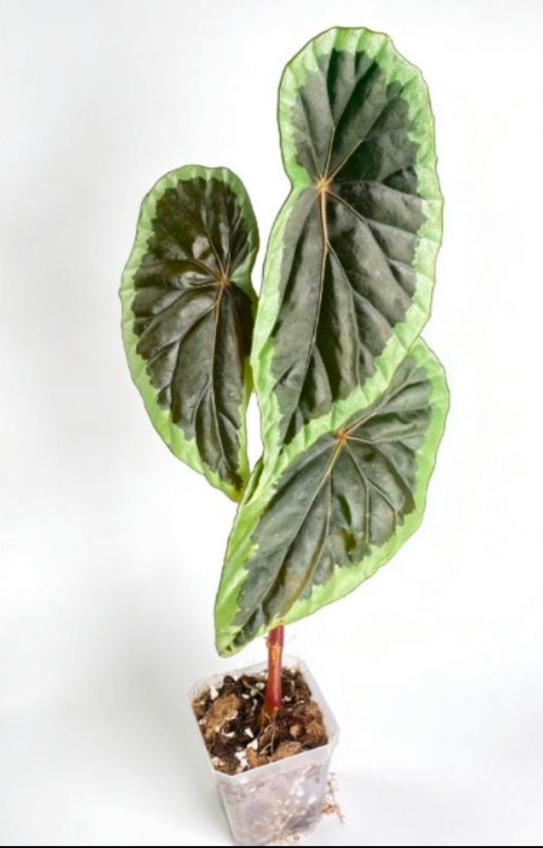 Begonia Baramensis - TC
