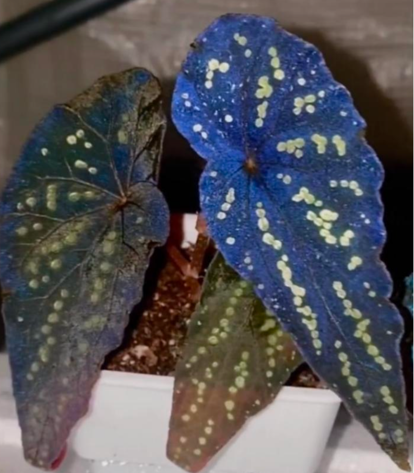 Begonia Pandora - TC - Tissue Culture