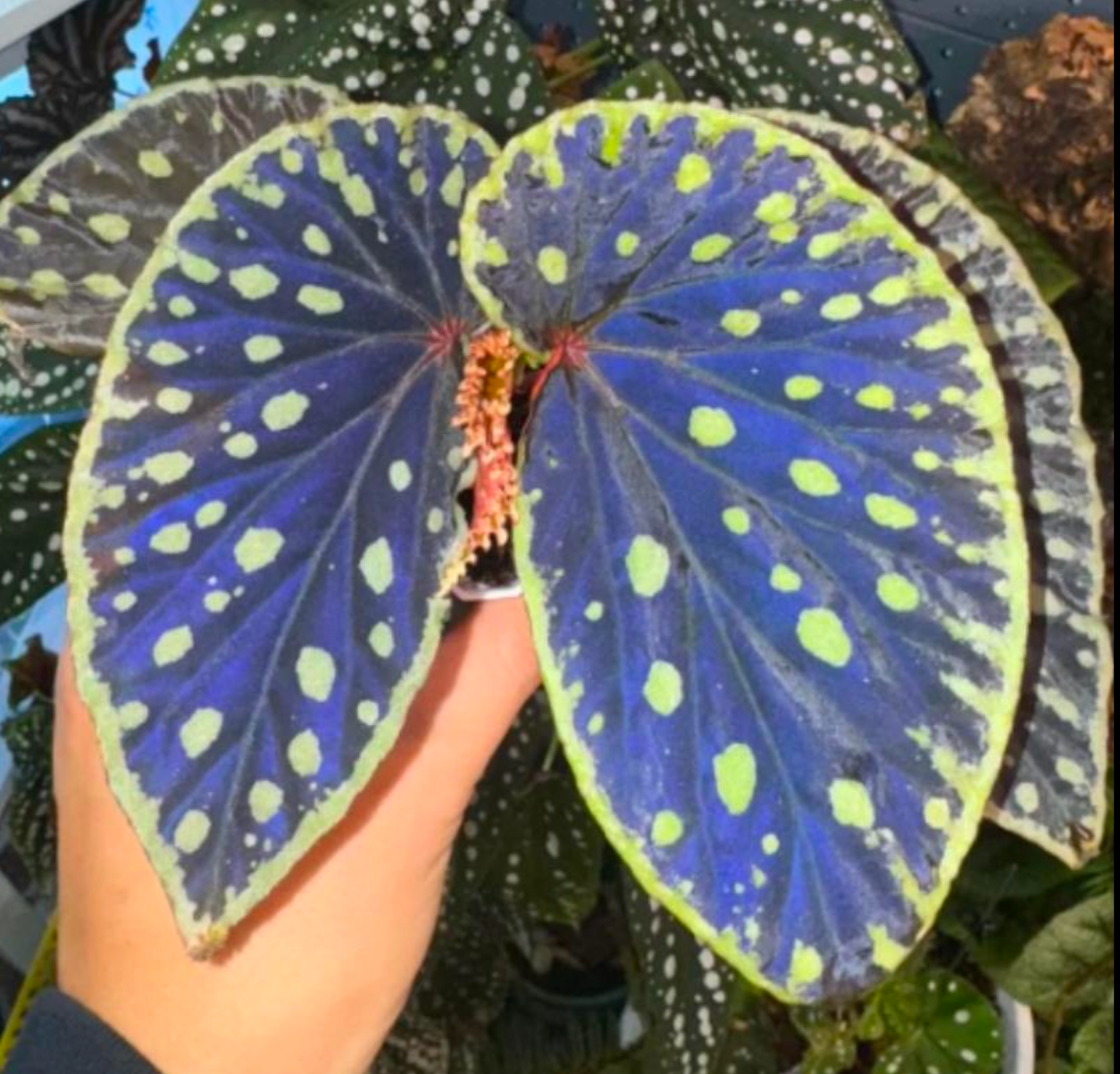 Begonia Firefly -TC- Tissue Culture