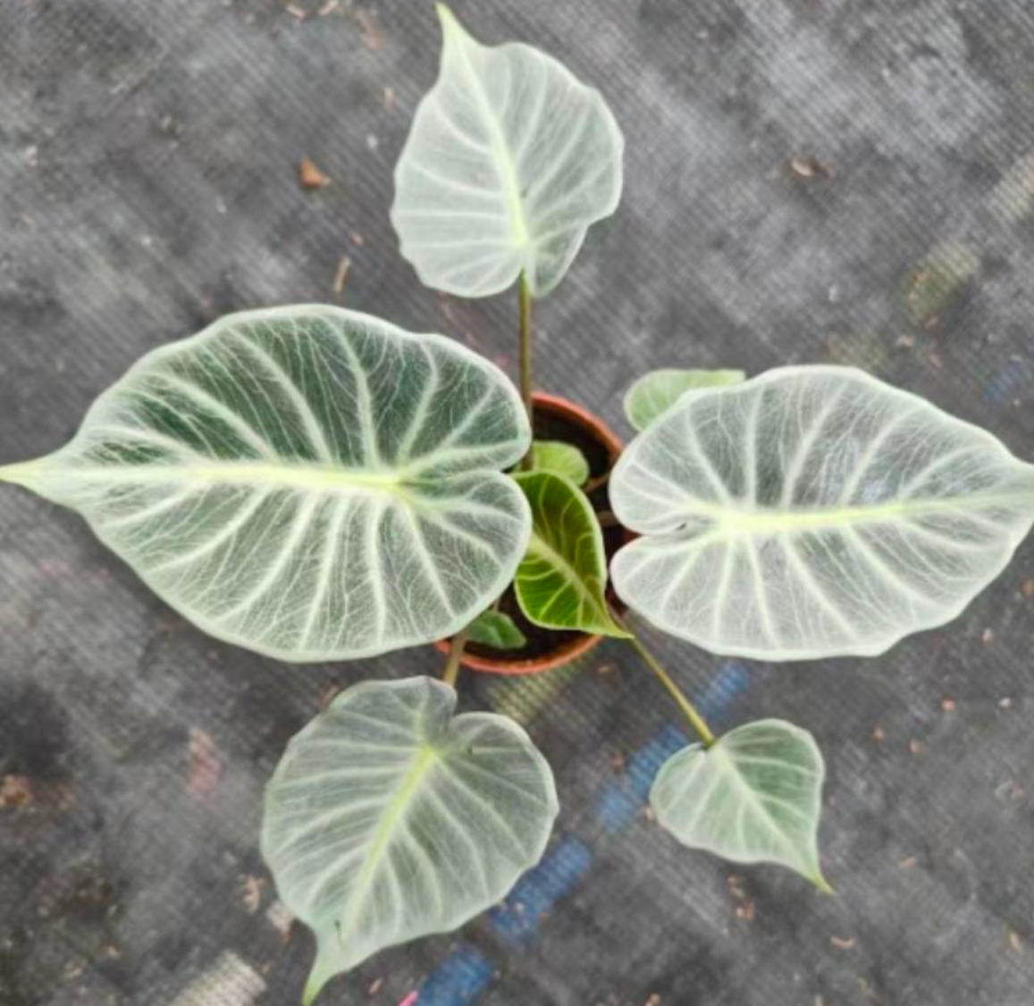 Alocasia Crystal - TC - Tissu Culture