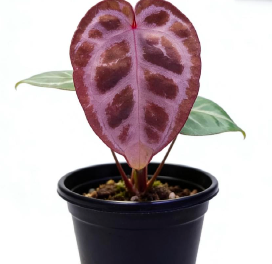 Anthurium Tezula Red Crystal x (SKG Silver X Red Crystal) TC
