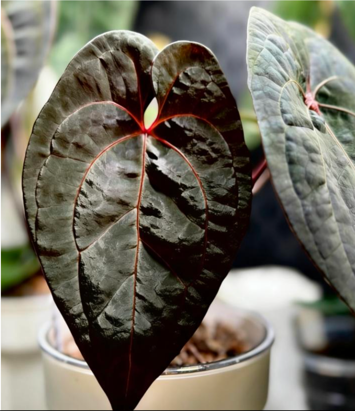 Anthurium Dressleri X Dark phoenix - TC- Tissue Culture