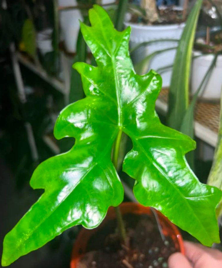 Alocasia Advincula Batwing - TC