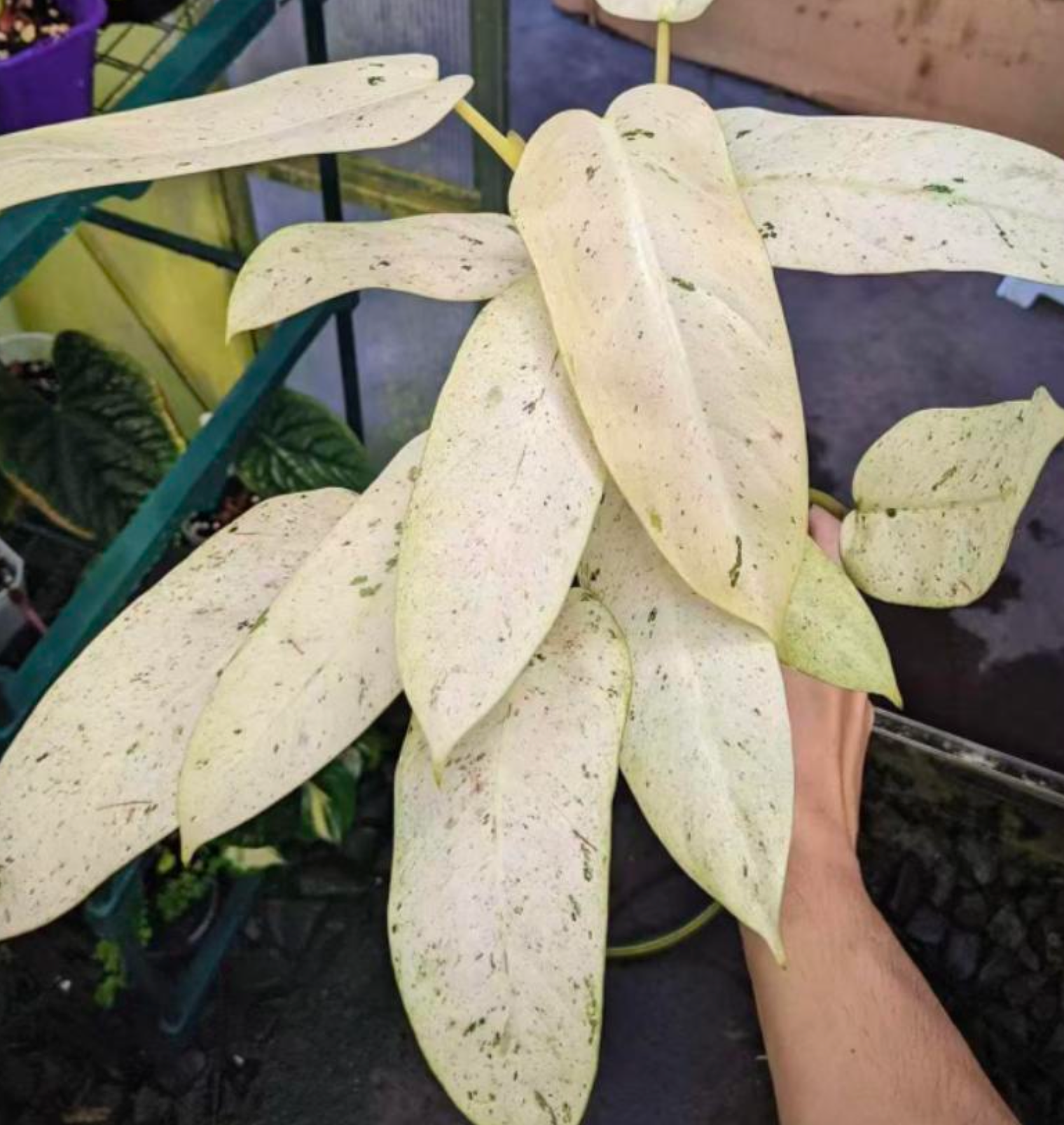 Philodendron whipple way - TC