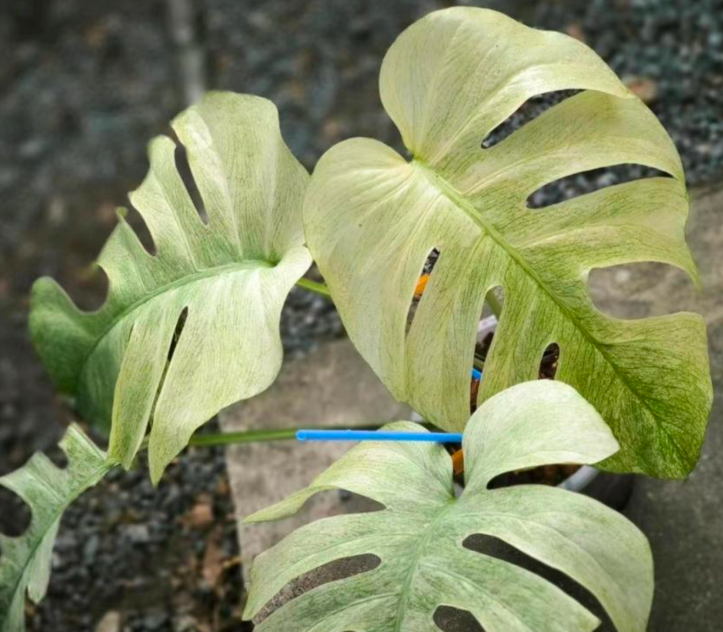 Monstera Deliciosa Full Mint (Thailand ) - TC