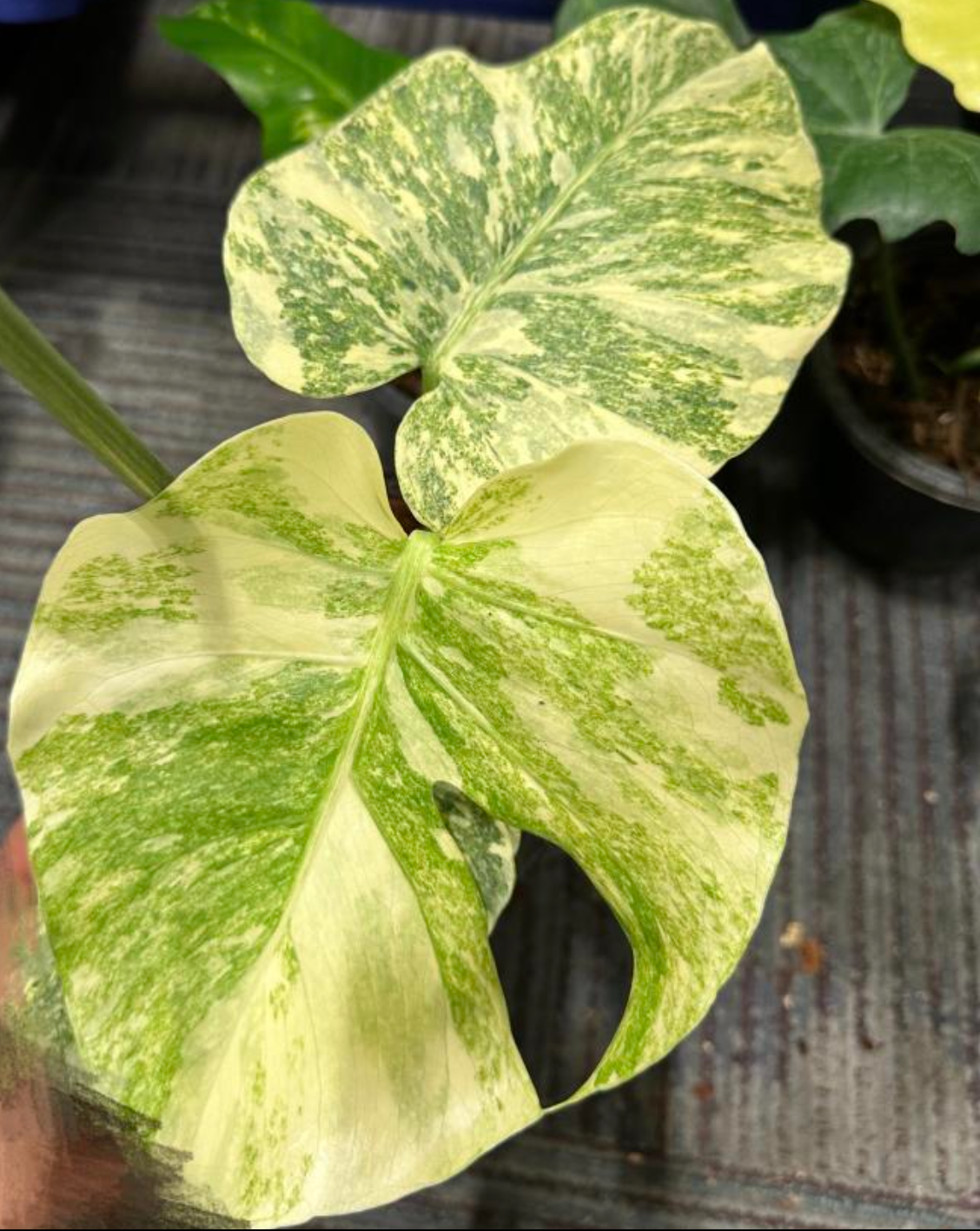 Monstera Green Snow