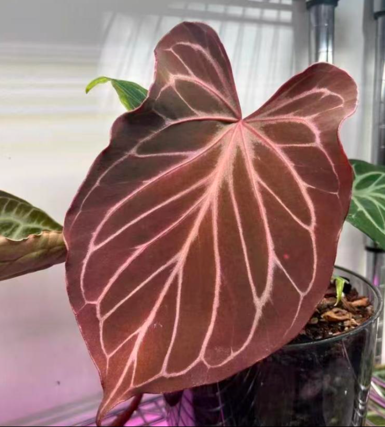 Anthurium Butterfly leaf KOS