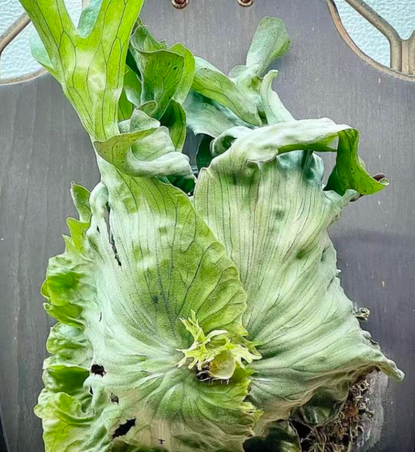 Platycerium wandae Dwarf & Curling -TC