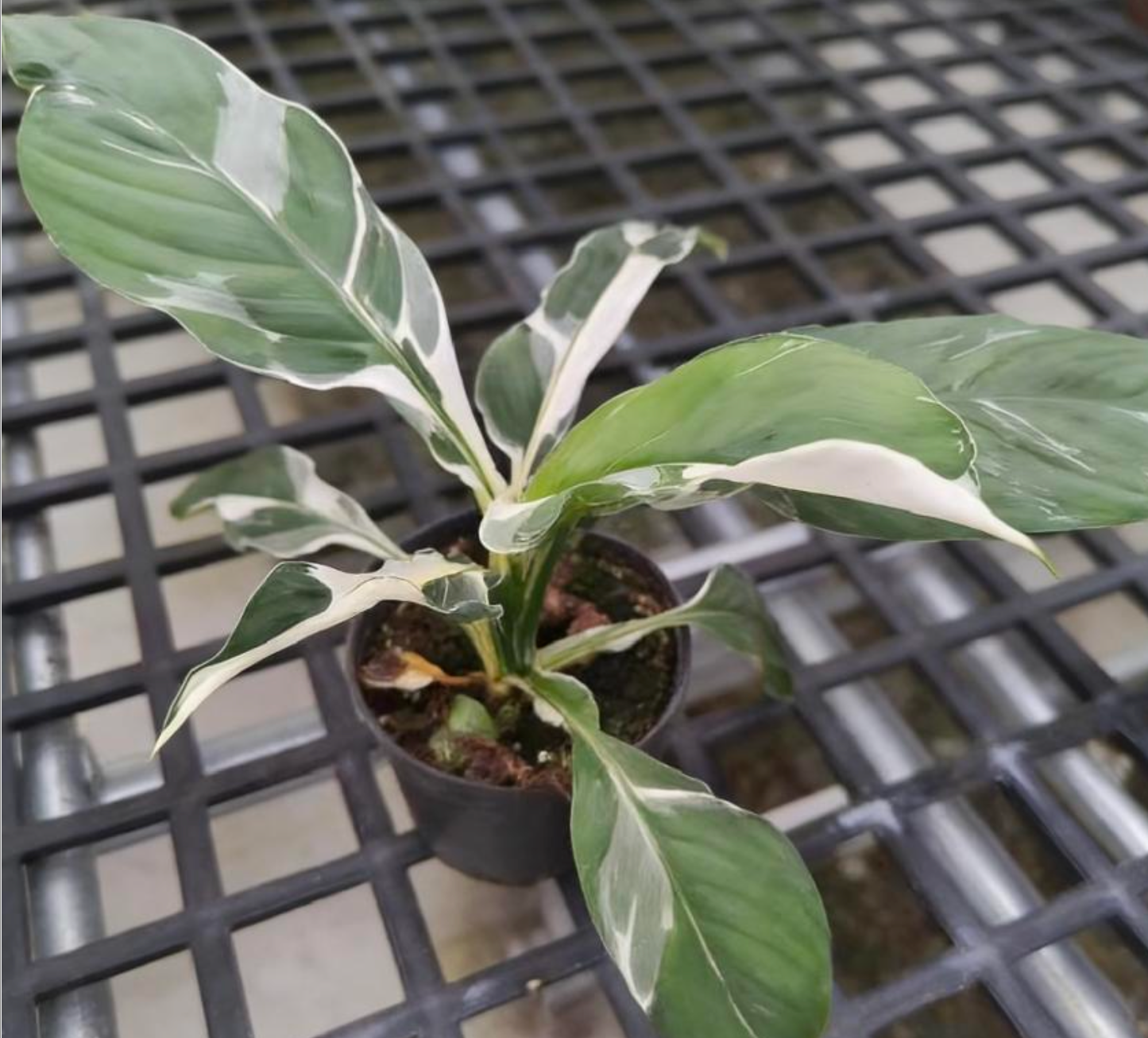 Spathiphyllum Albo - TC