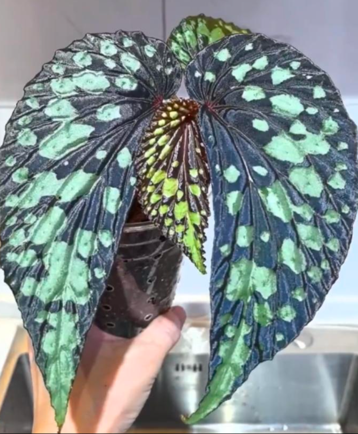 Begonia "Lucifer" - TC