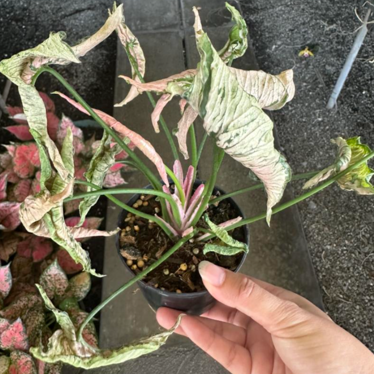 Syngonium Pink Rolli - TC