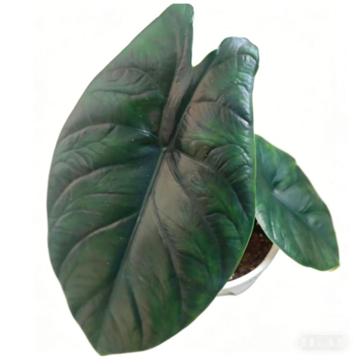 Alocasia Green Unicorn - TC