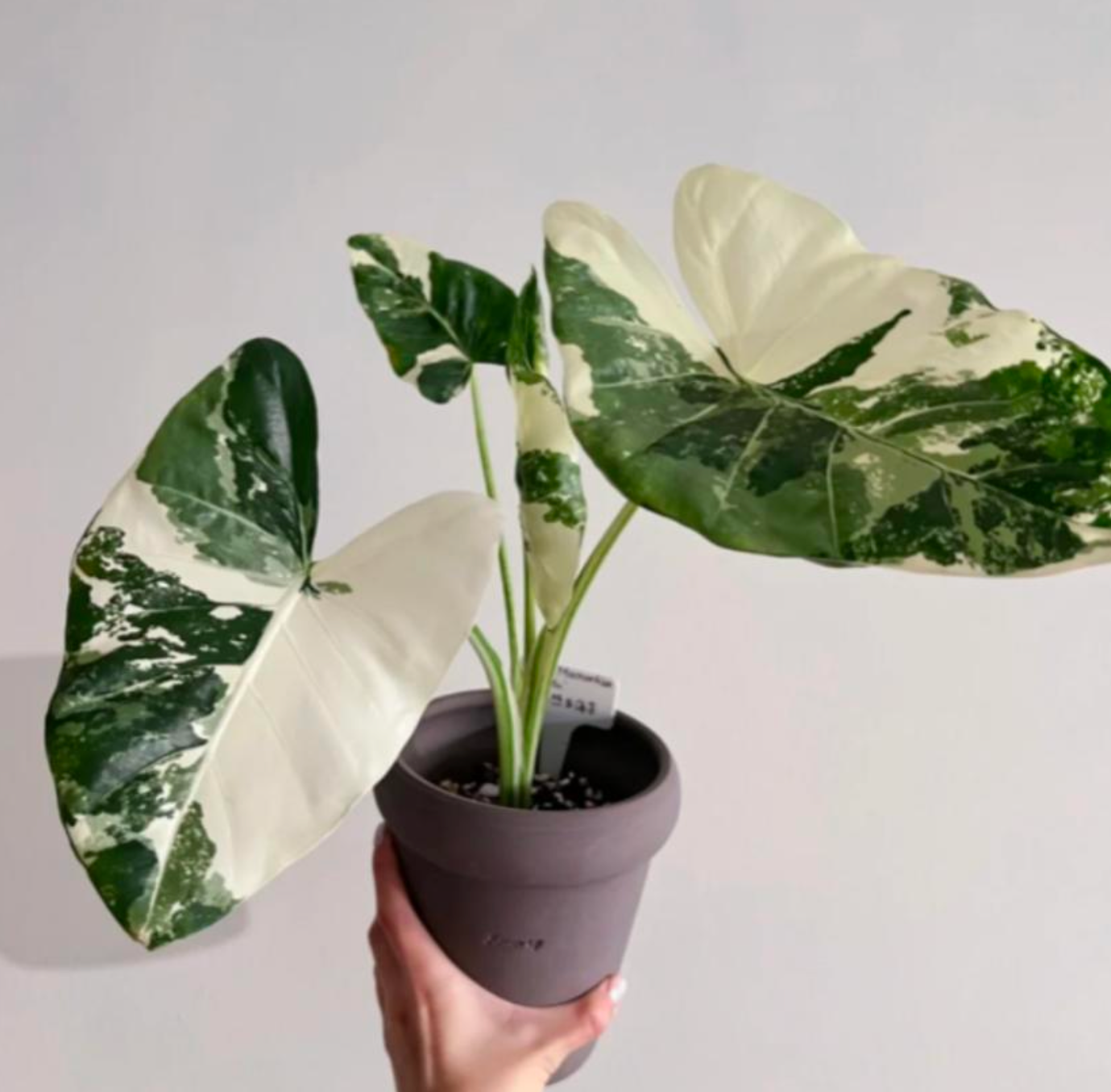 Alocasia Macrohizza Albo -TC