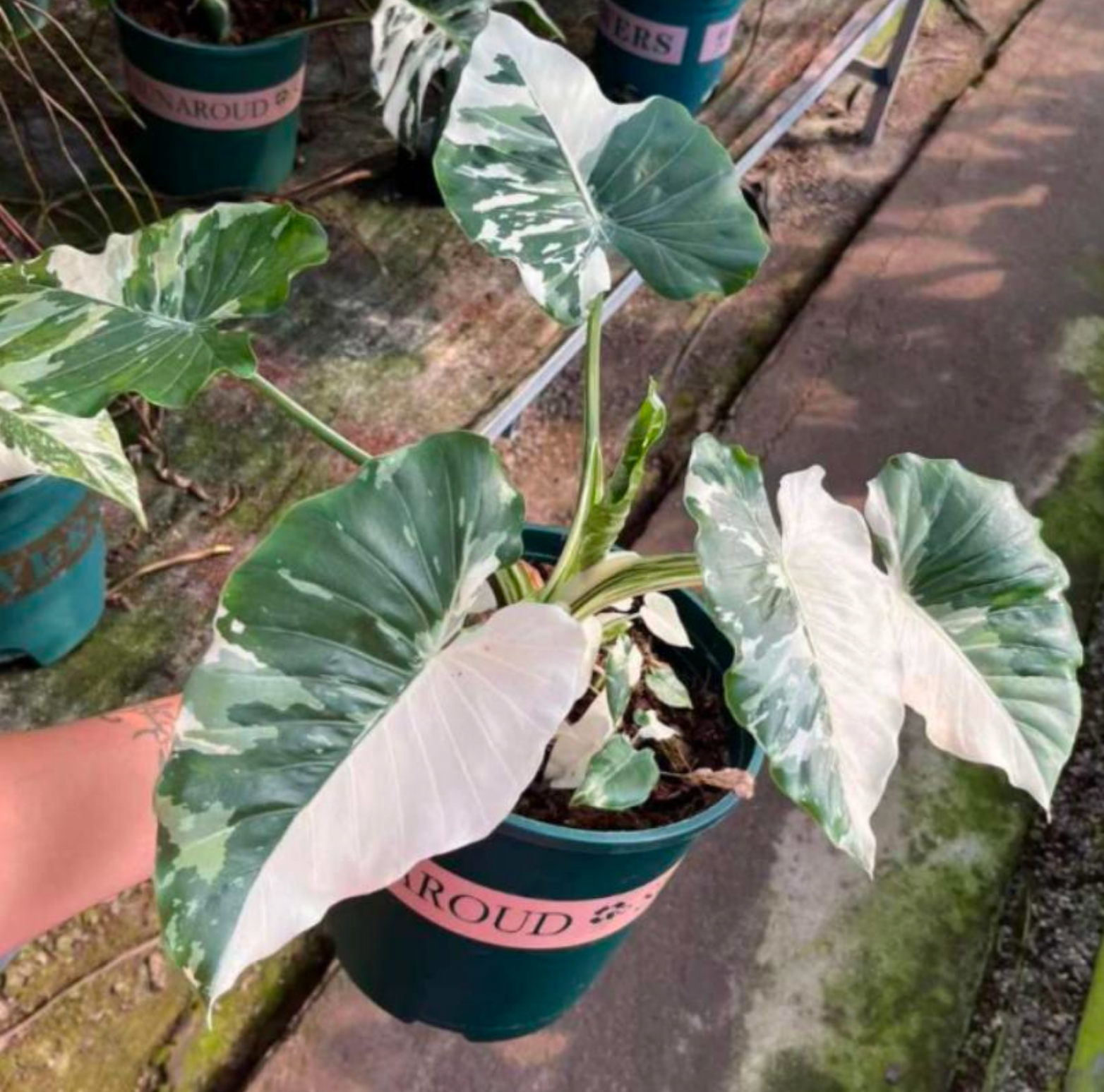 Alocasia Odora Okinawa silver - TC