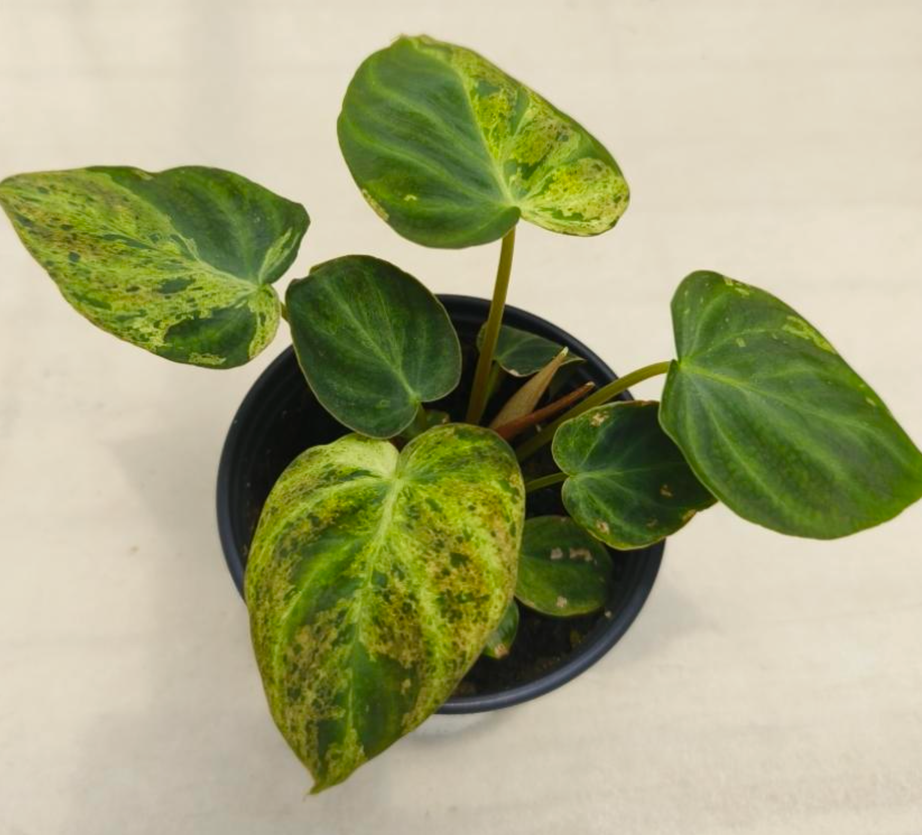 Philodendron Verrucosum Mint - TC