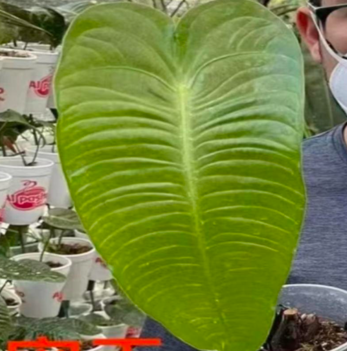Anthurium Veitchii - TC