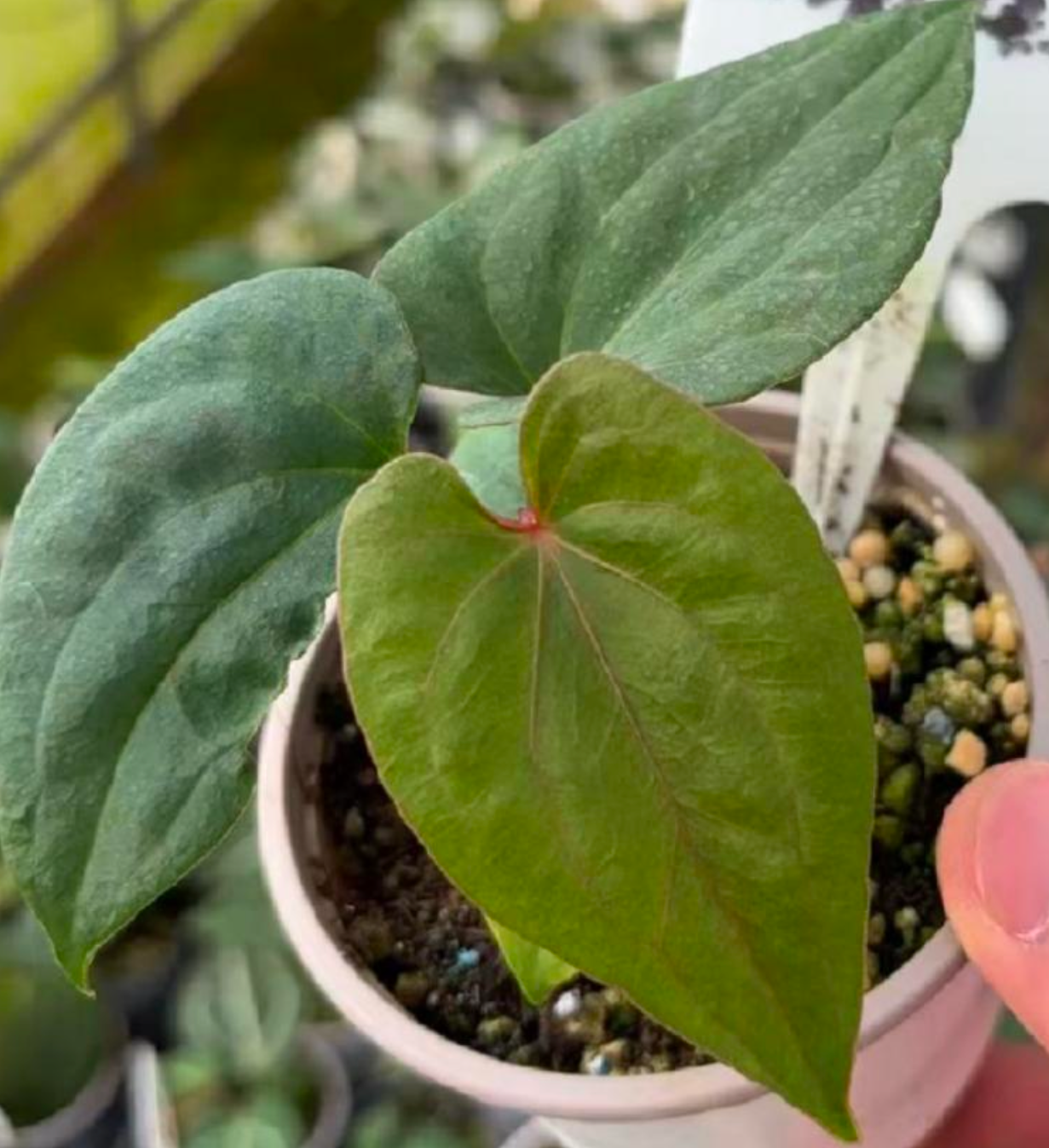 Anthurium Butterfly red & dark phoenix - TC