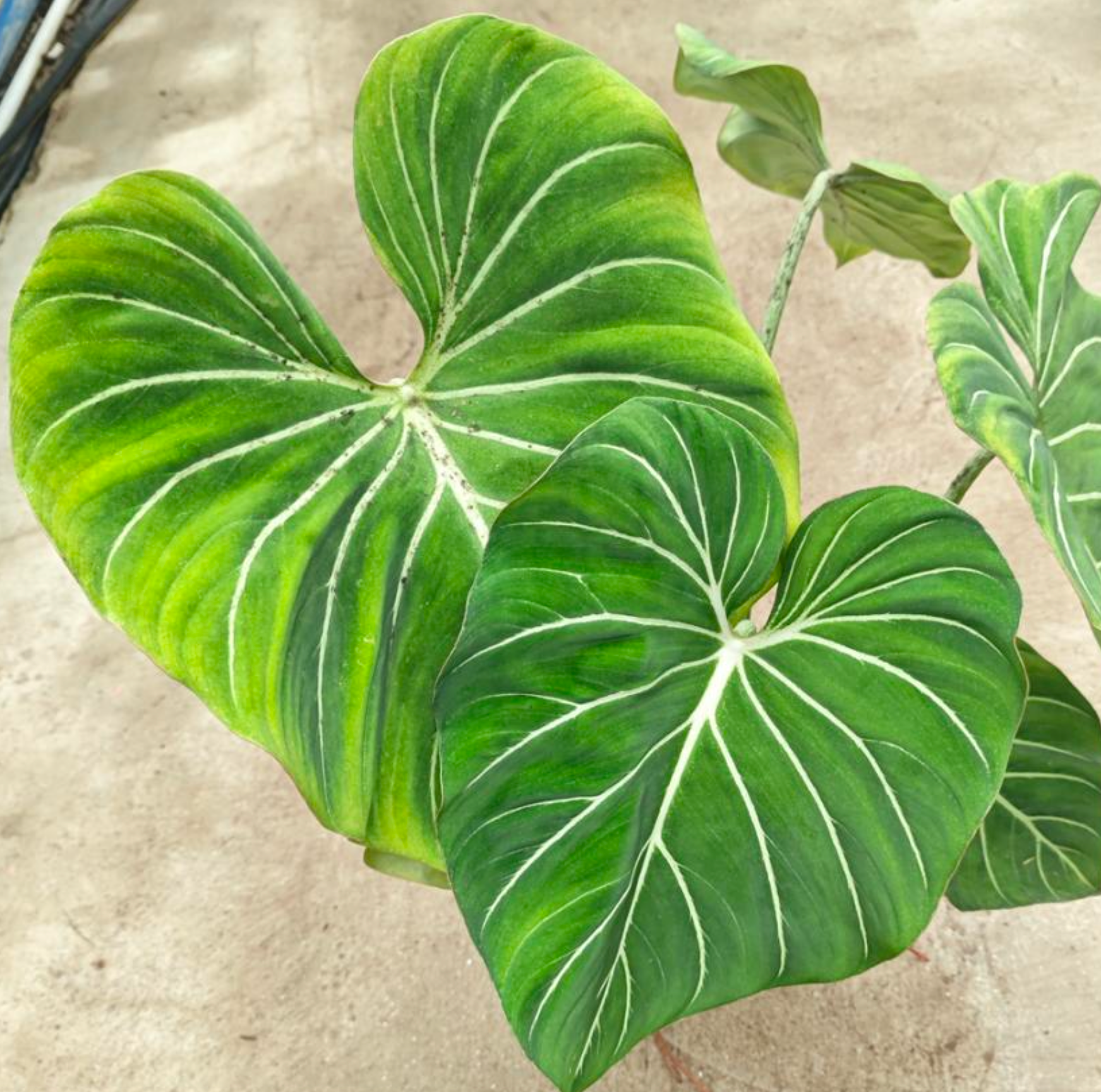 Philodendron Gloriosum Zebra - TC