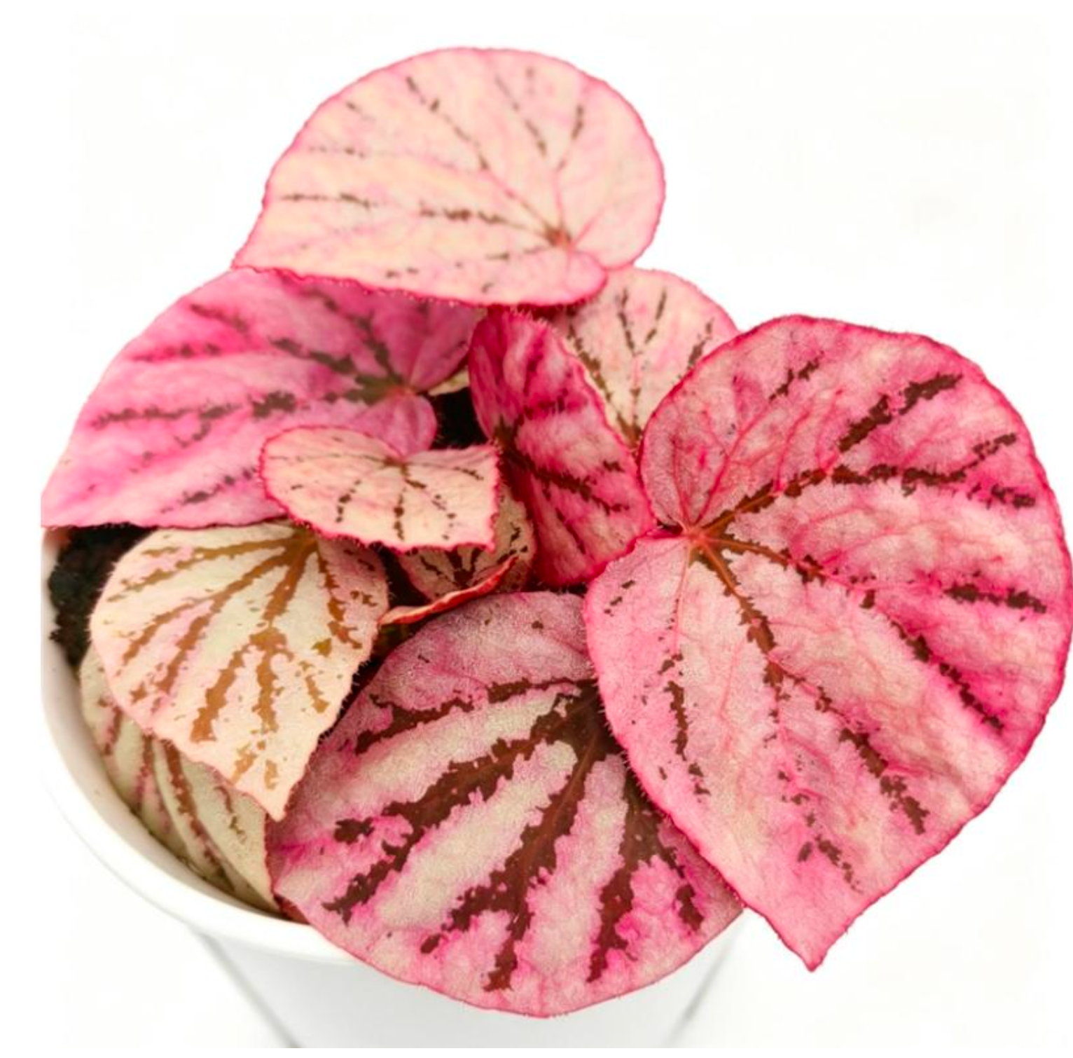 Begonia Peach - TC