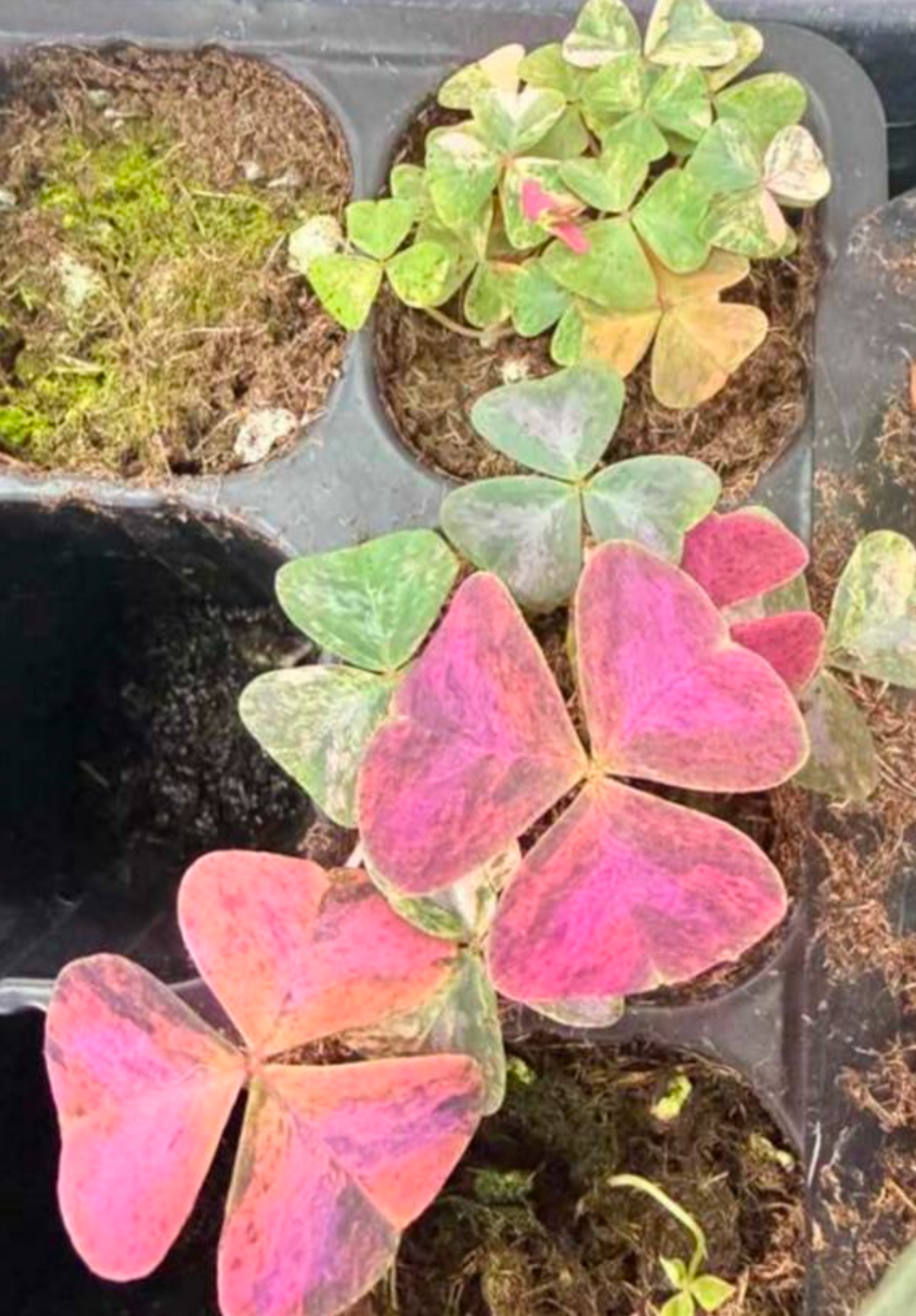Oxalis Corniculata Pink - TC