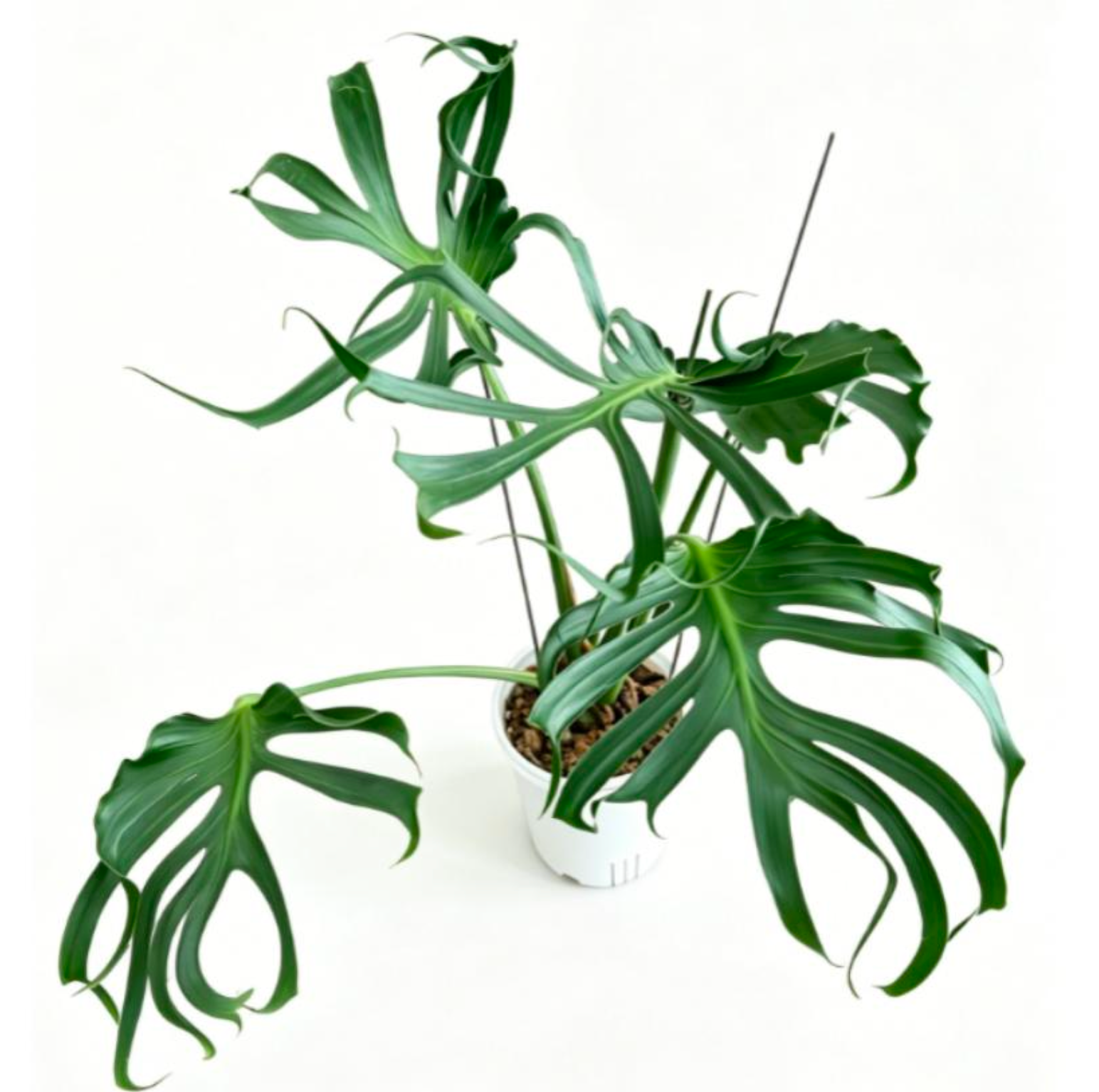 Monstera Deliciosa 'Unniiae' - TC