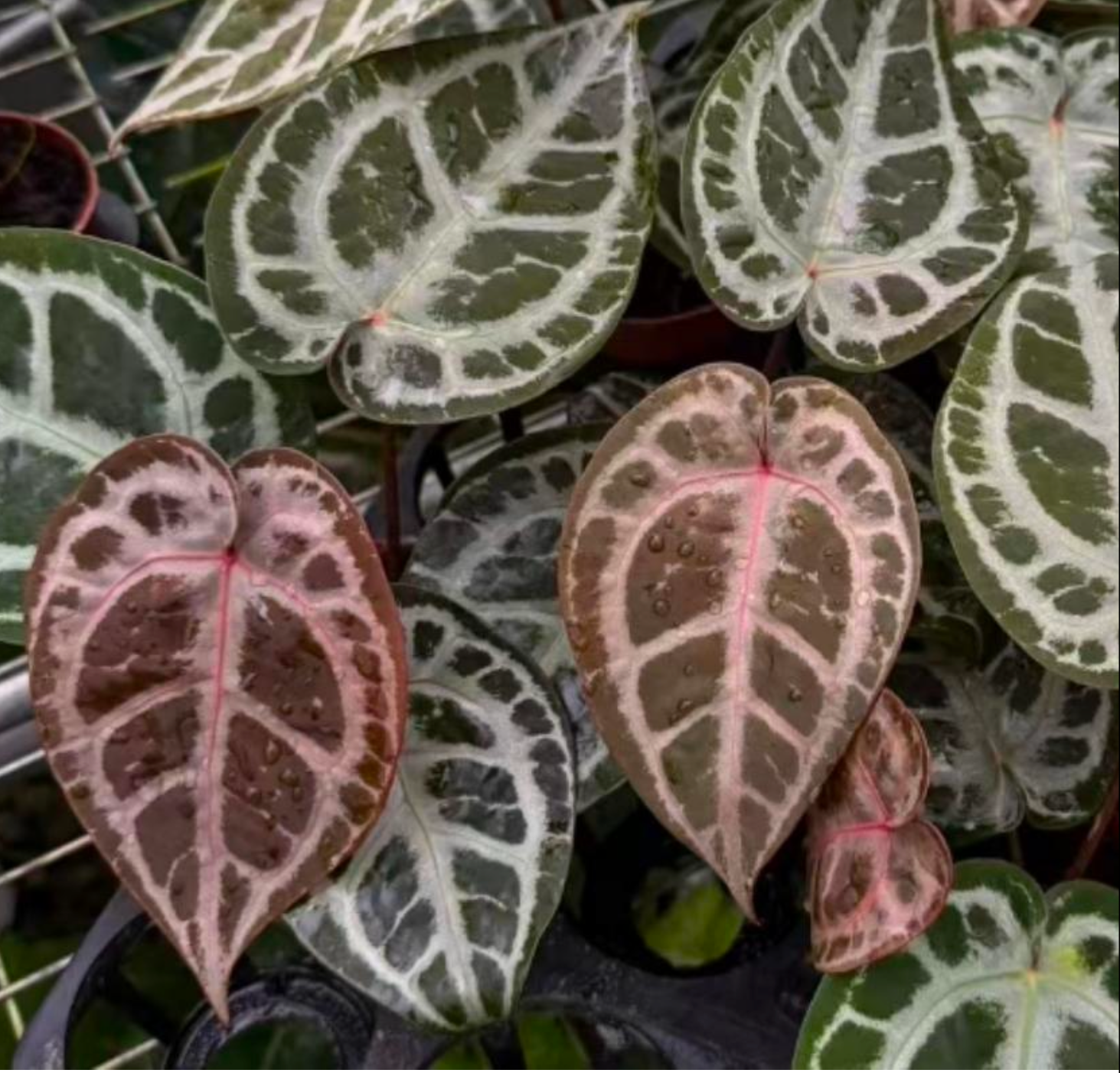 Anthurium ‘Pink Lemon’ - TC