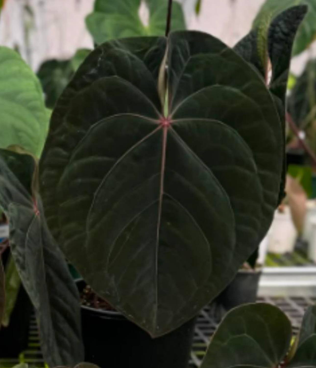 Anthurium Hoffmannii - TC