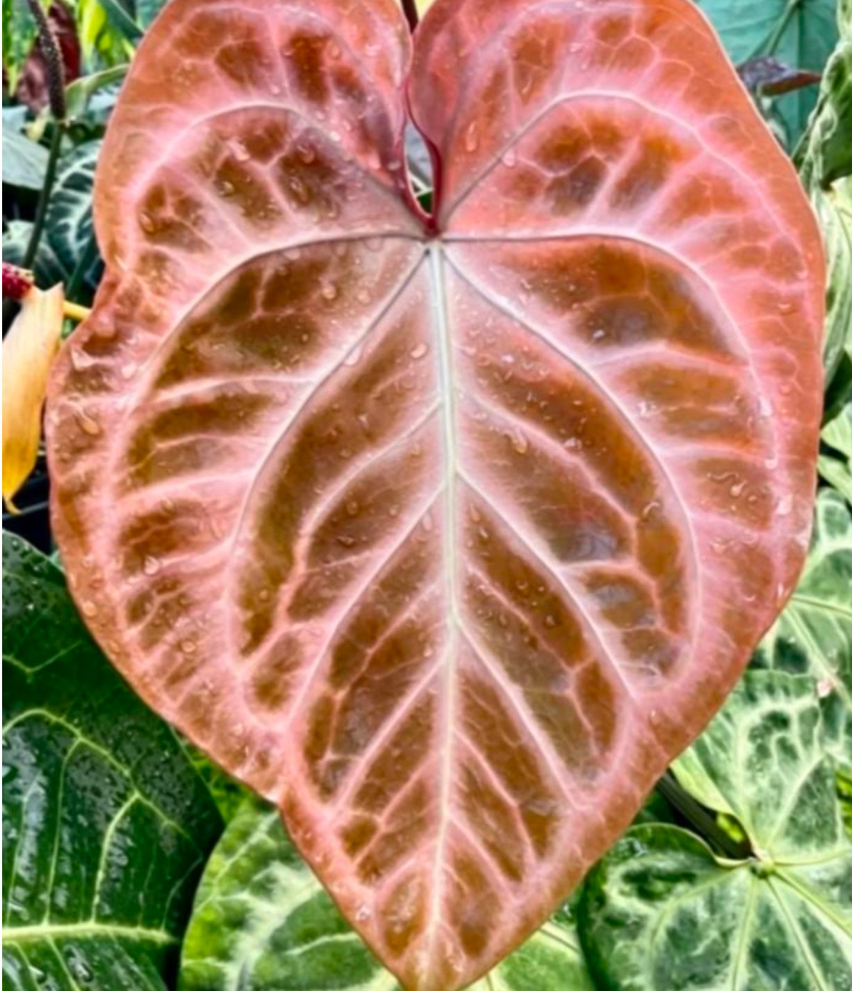 Anthurium SKG Pink Lemonade - TC