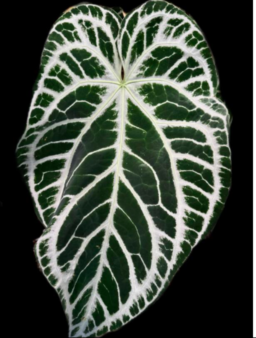 Anthurium Crystallinum diamond×silver brush × Dora yaki × Silver Mooncake -TC