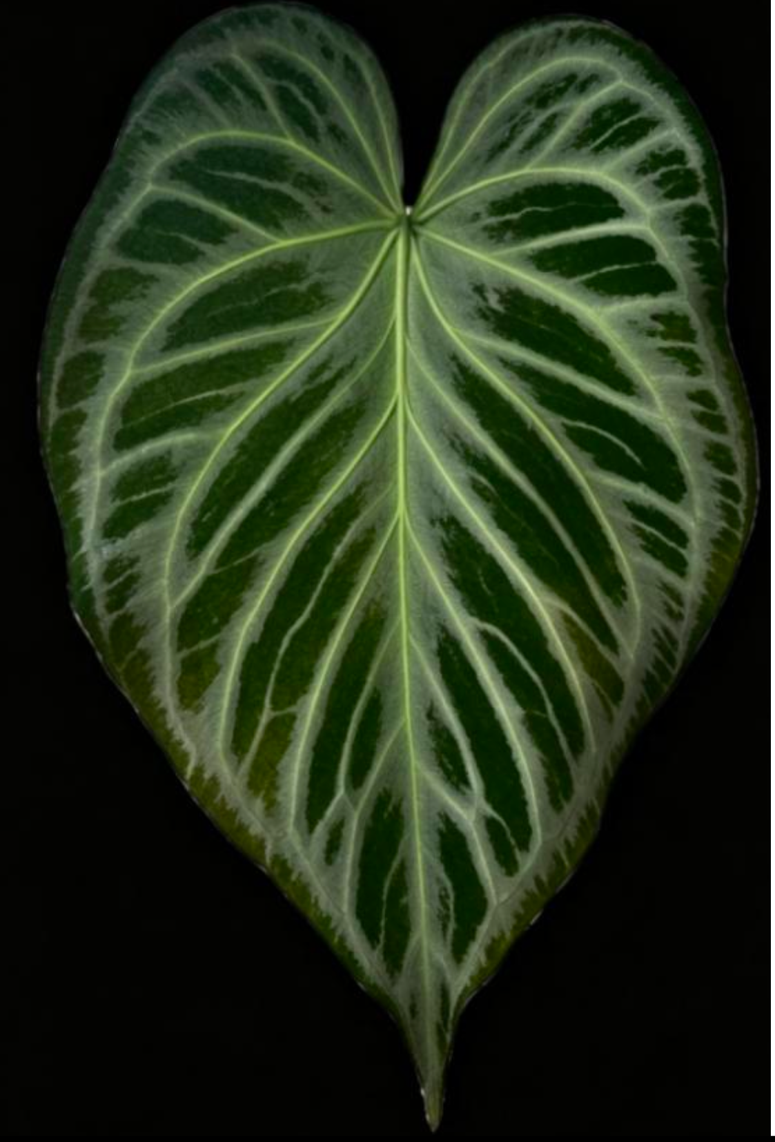 Anthurium Crackled veins × Silver Blush - TC