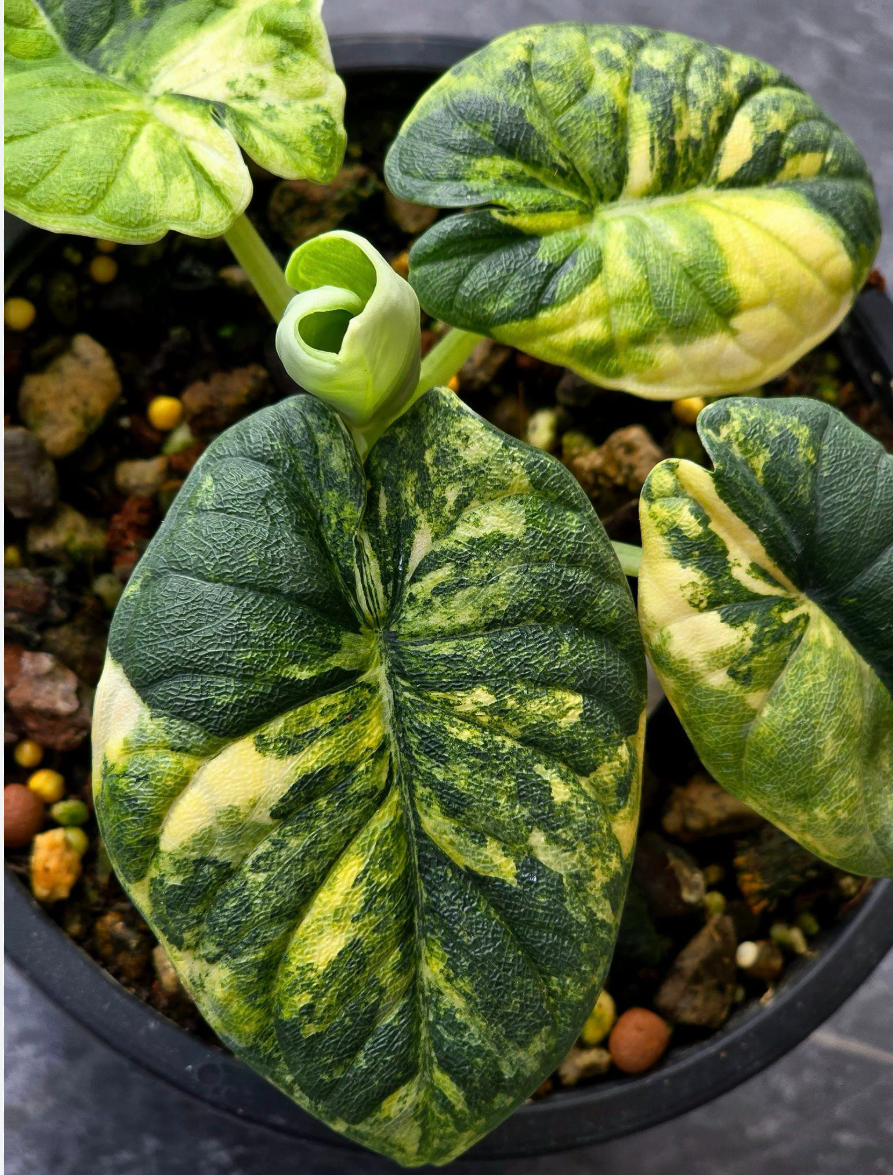 Alocasia Melo Aurea - TC