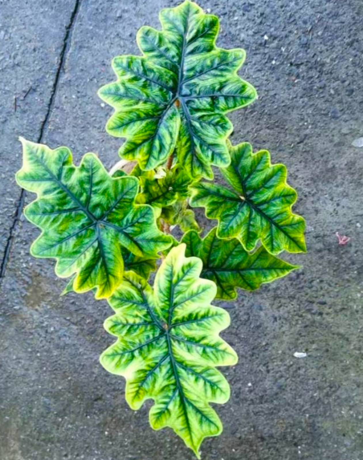 Alocasia Jacklyn Round leaf - TC