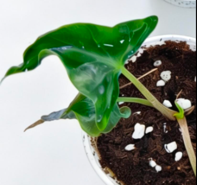 Alocasia Amazonica Mutations - TC