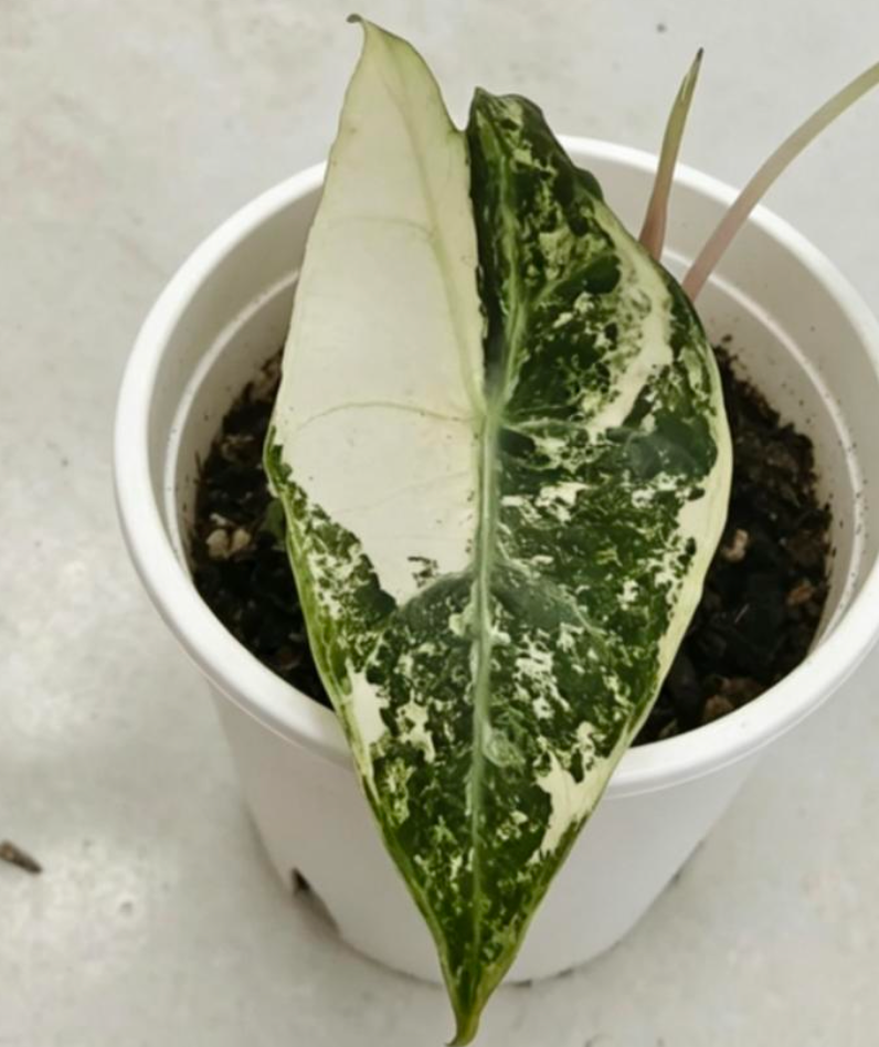 Alocasia Moroco Albo - TC