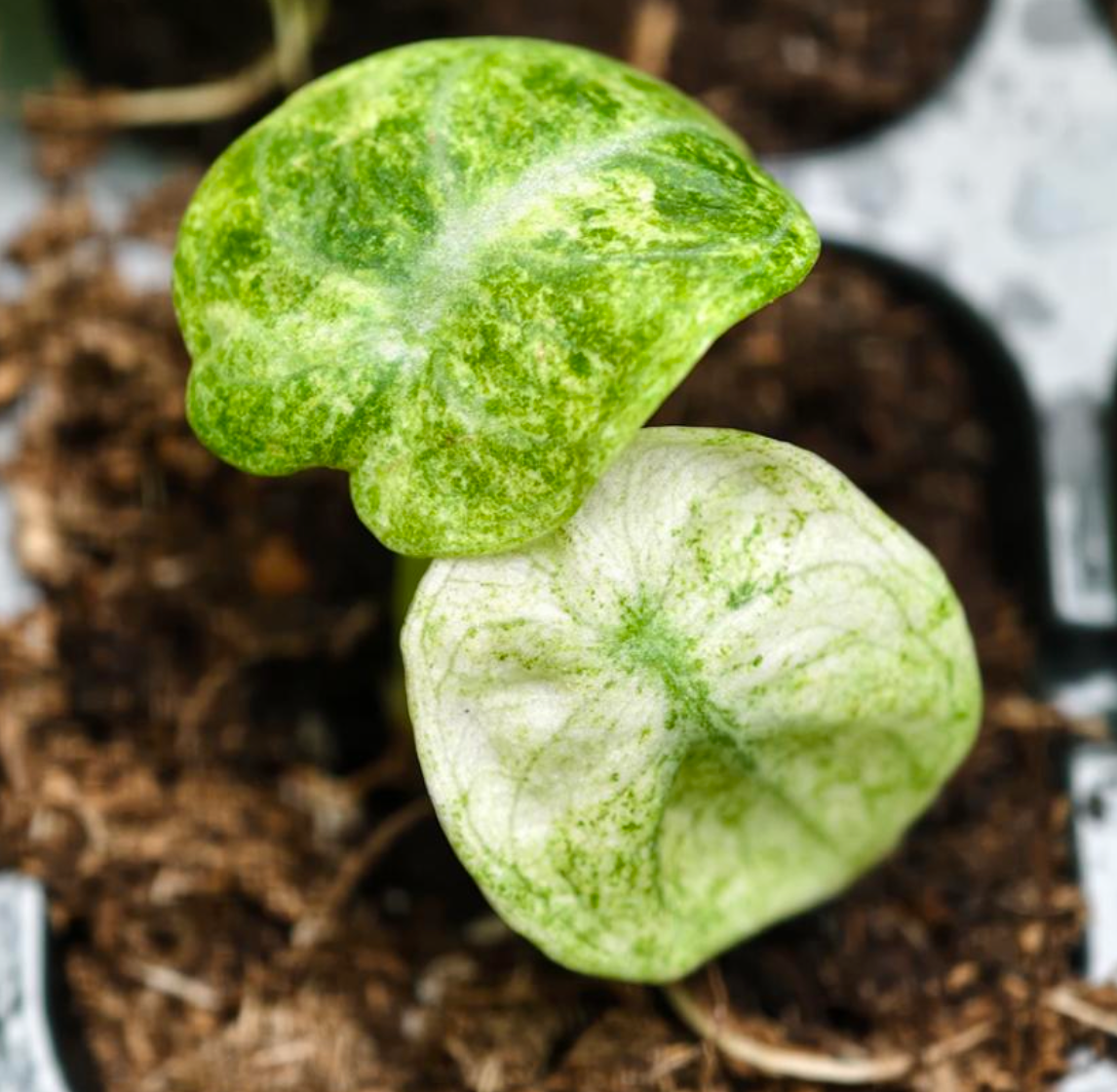 Alocasia Ninja Splash - TC