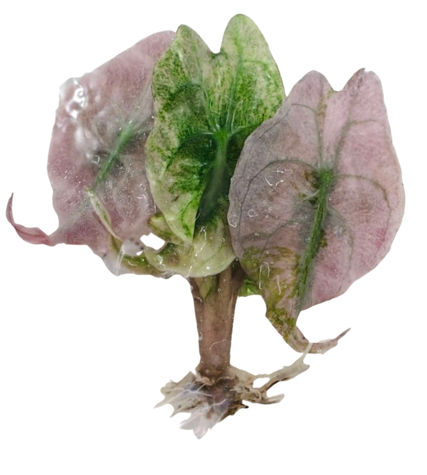 Alocasia Venom Pink Mint Variegated - TC