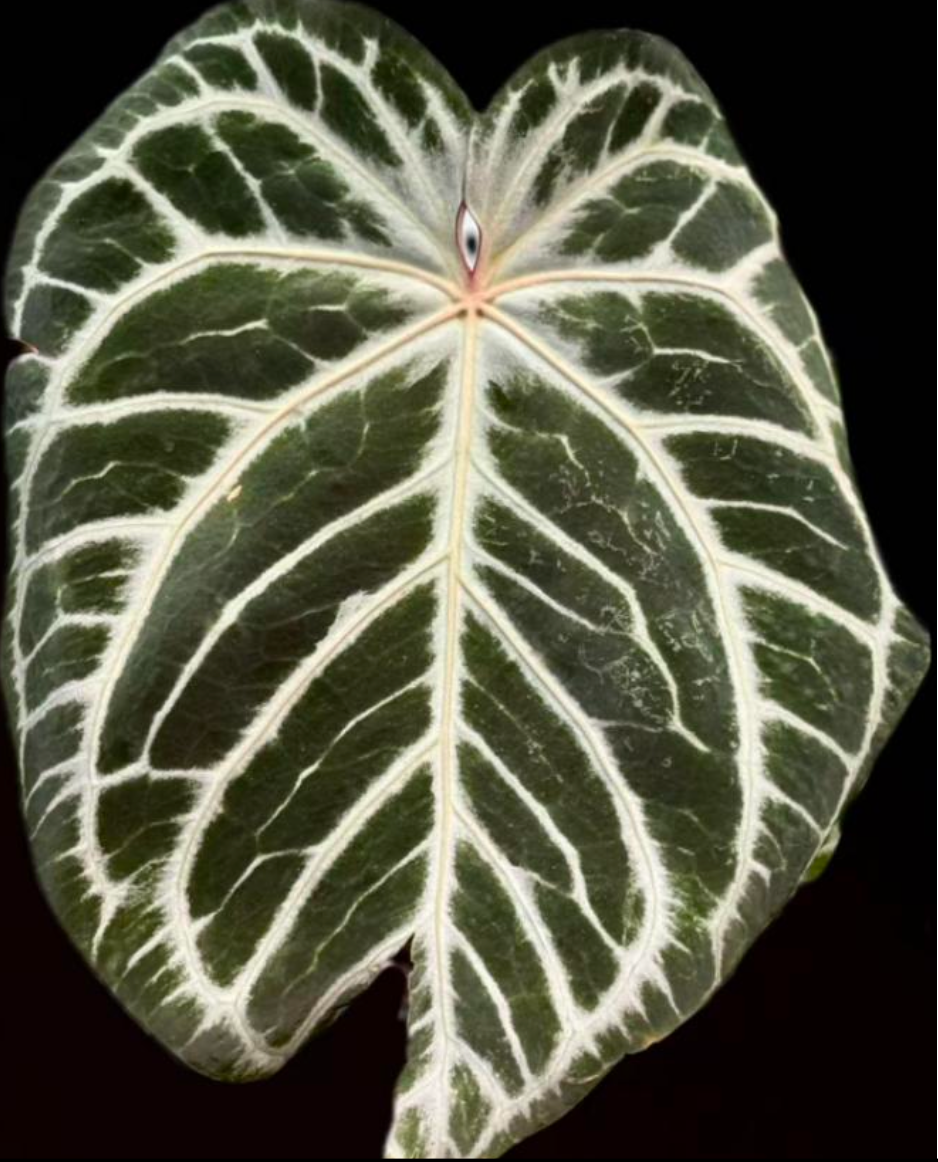 Anthurium Red Queen #4 × Red Eve #88 -TC