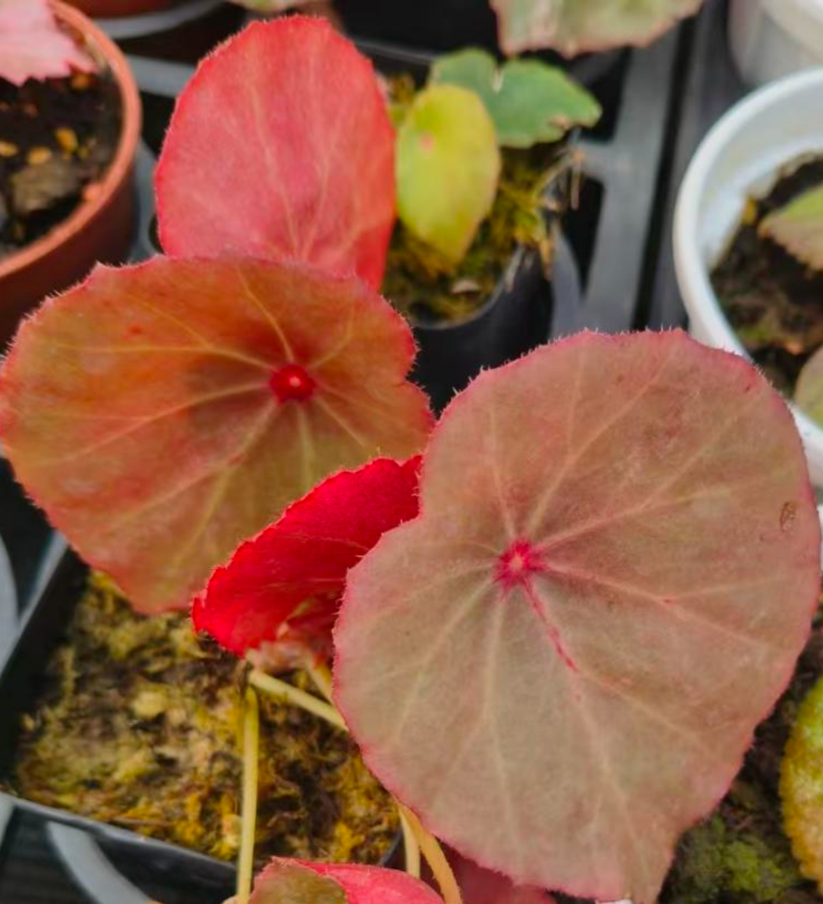 Begonia Pink Rouge - TC