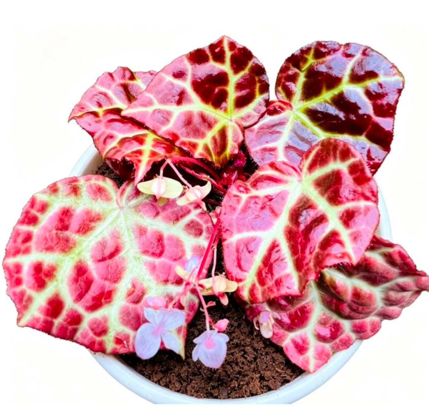 Begonia Malaysia King - TC