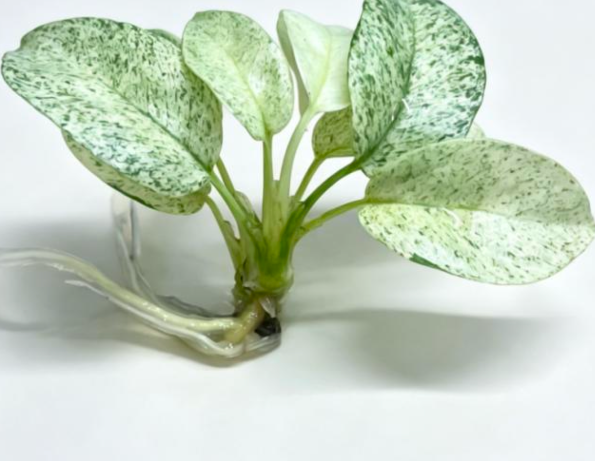 Rhaphidophora Tetrasperma Mint - TC