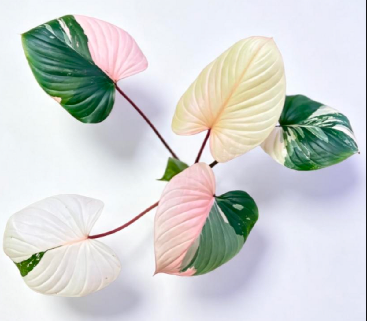Homalomena Rubescens Pink - TC