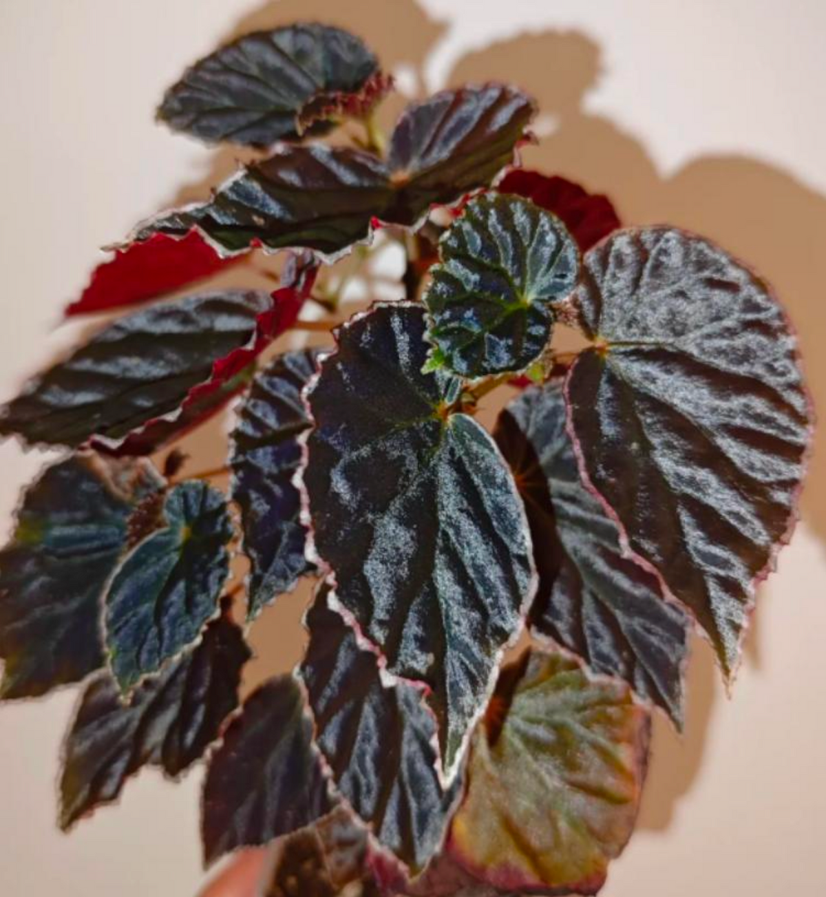 Begonia Darthvaderiana (no Dots) - TC