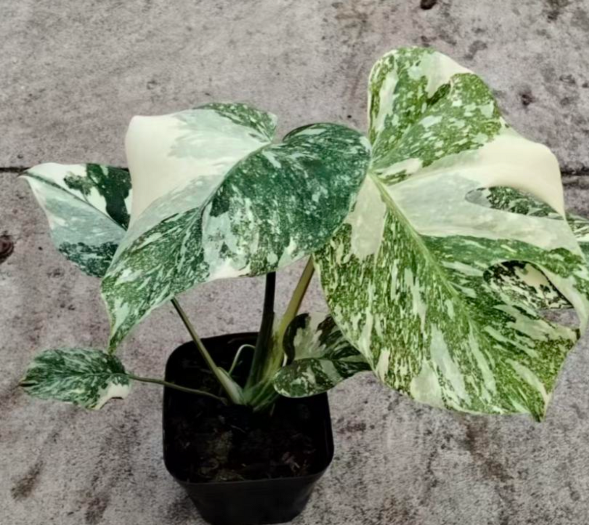 Monstera Golden Sands - TC