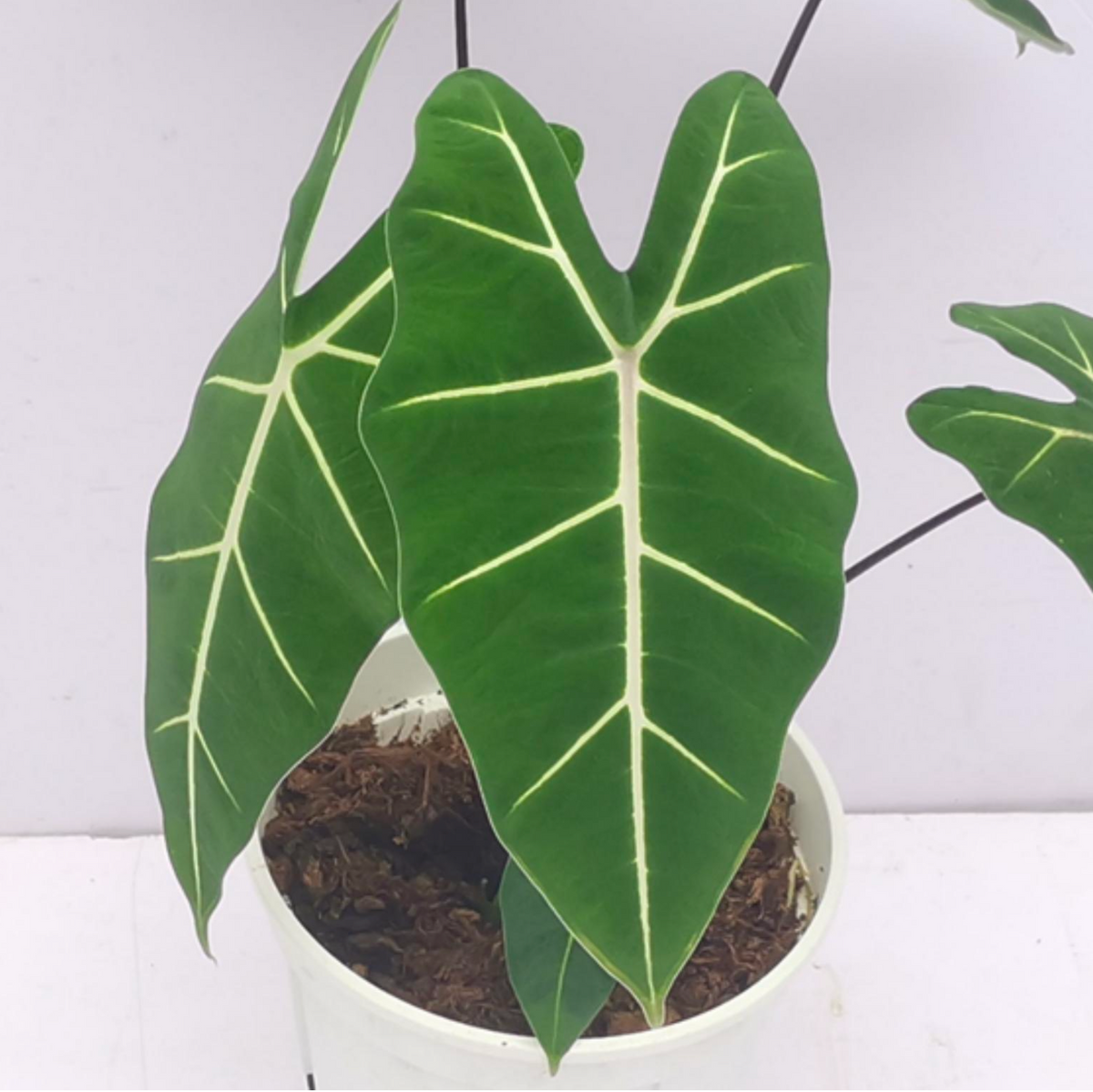 Alocasia Micholitziana Frydey Black stem - TC