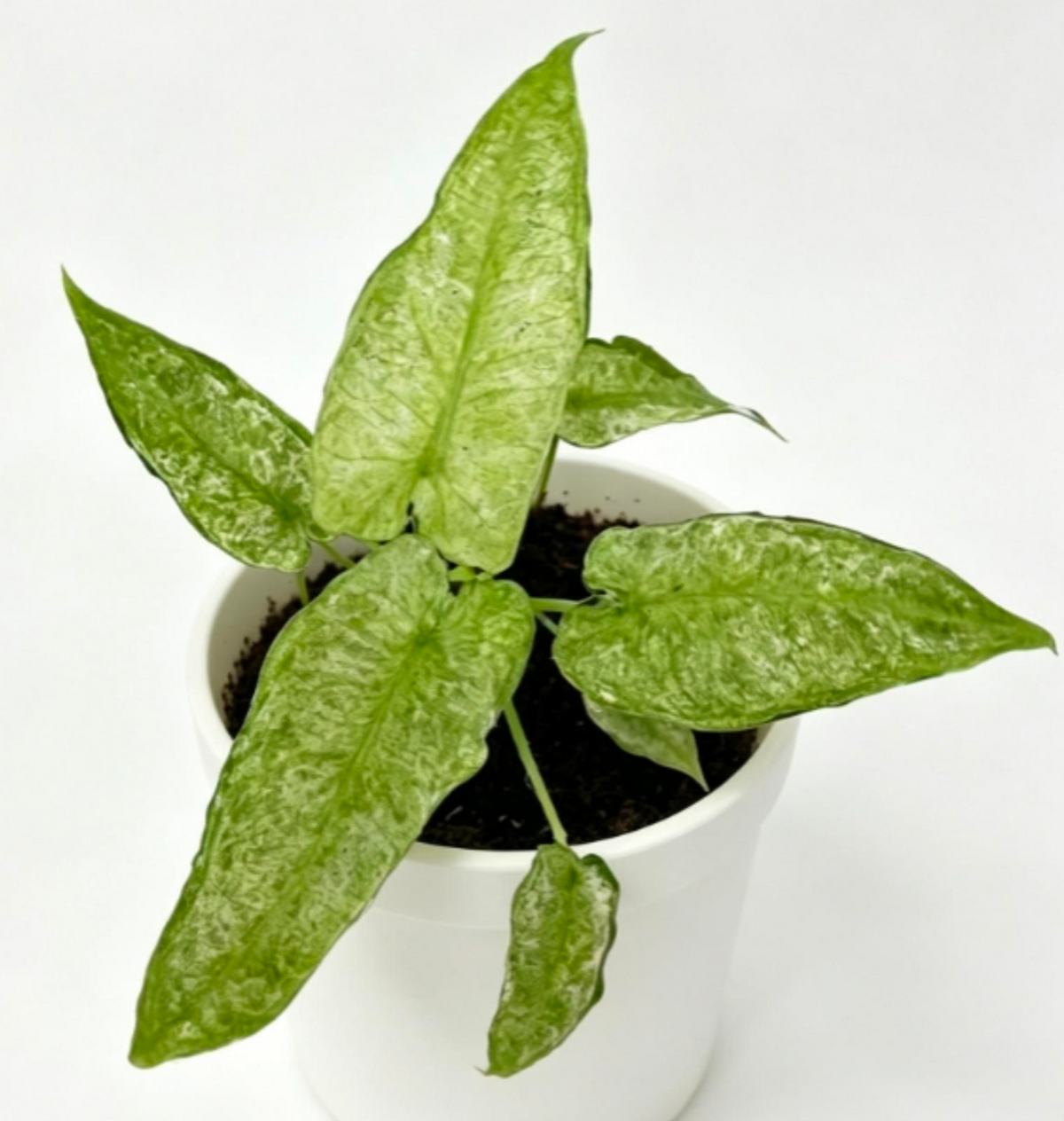 Alocasia Frydek Mint - TC
